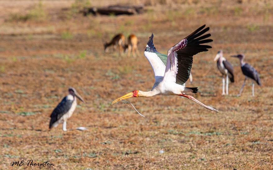 Wildlife image by michael thornton from photo safari in south luangwa with edward selfe.