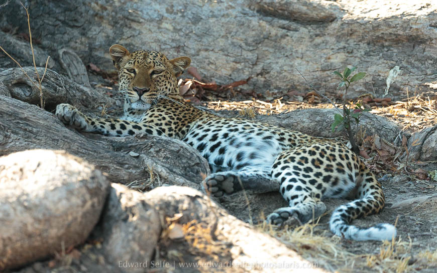 Wildlife image from photo safari with edward selfe in south luangwa national park.