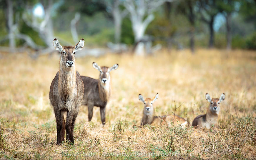 Wildlife image from photo safari with edward selfe.
