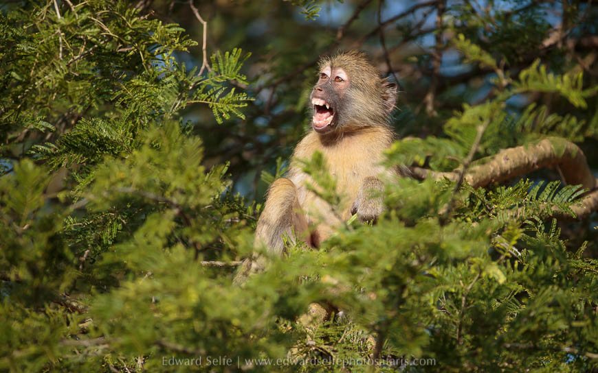 Wildlife image from photo safari with edward selfe.
