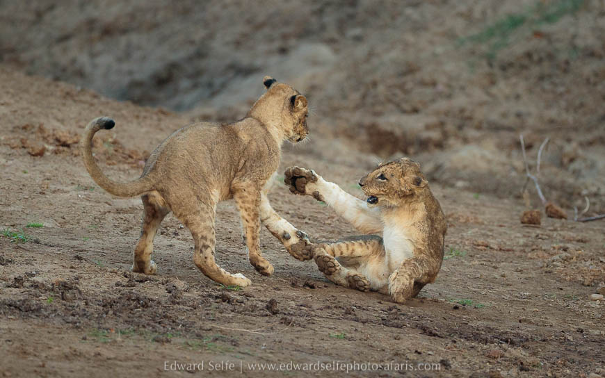 Wildlife image from photo safari with edward selfe in south luangwa national park.