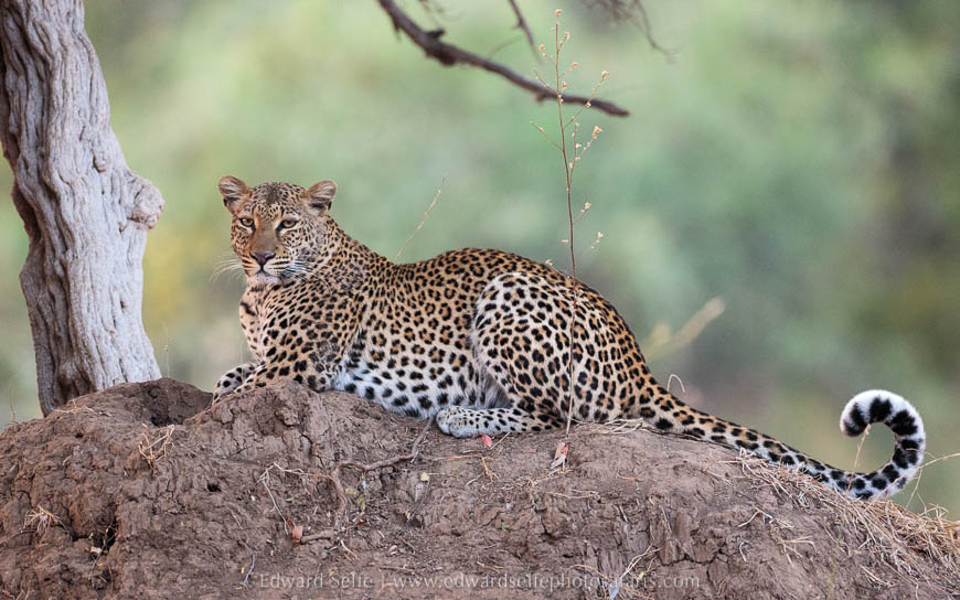 Leopard on photo safari with Edward Selfe in South Luangwa National Park./><figcaption align=justify