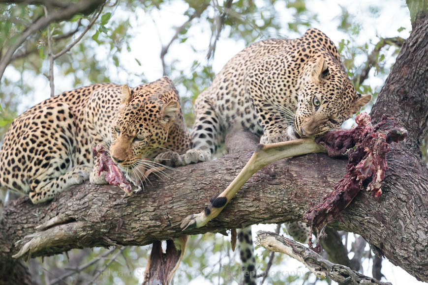 A pair of leopards in the South Luangwa National Park