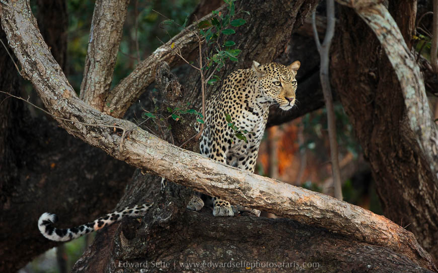 Wildlife image from photo safari with edward selfe in south luangwa national park.