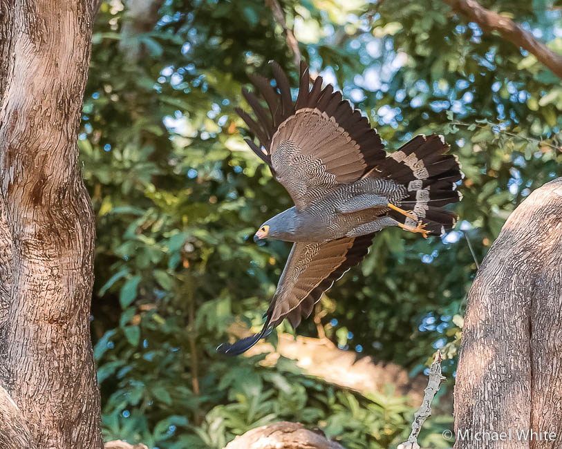 Mike white’s image of wildlife from photo safari with edward selfe in zambia.