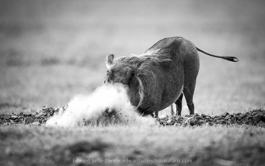 Wildlife image from a photo safari with edward selfe.