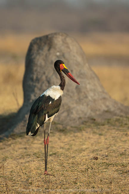 Wildlife image from photo safari with edward selfe in south luangwa national park.