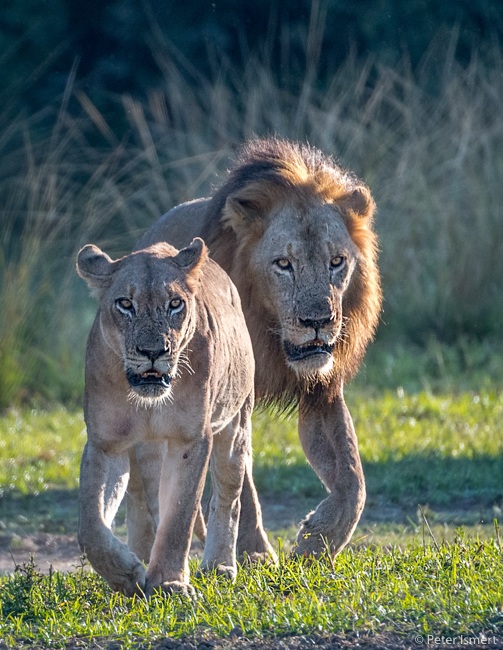 A pair of lions in South Luangwa National Park.