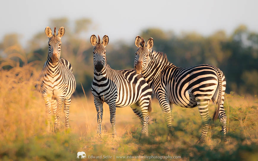 A group of zebra partially hidden behind some shrubbery in South Luangwa National Park.