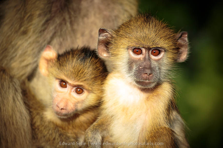 Wildlife image from photo safari with edward selfe.