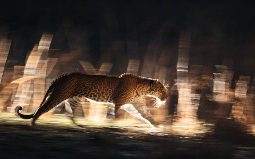 Wildlife image from photo safari with edward selfe in south luangwa national park.