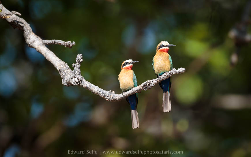 Wildlife image from photo safari with edward selfe in south luangwa national park.