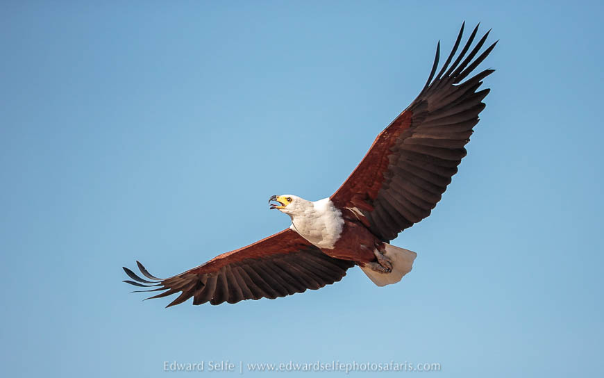 Wildlife image from photo safari with edward selfe in south luangwa national park.