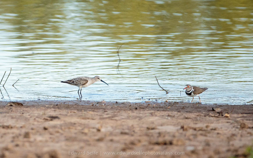 Wildlife image from photo safari with edward selfe.