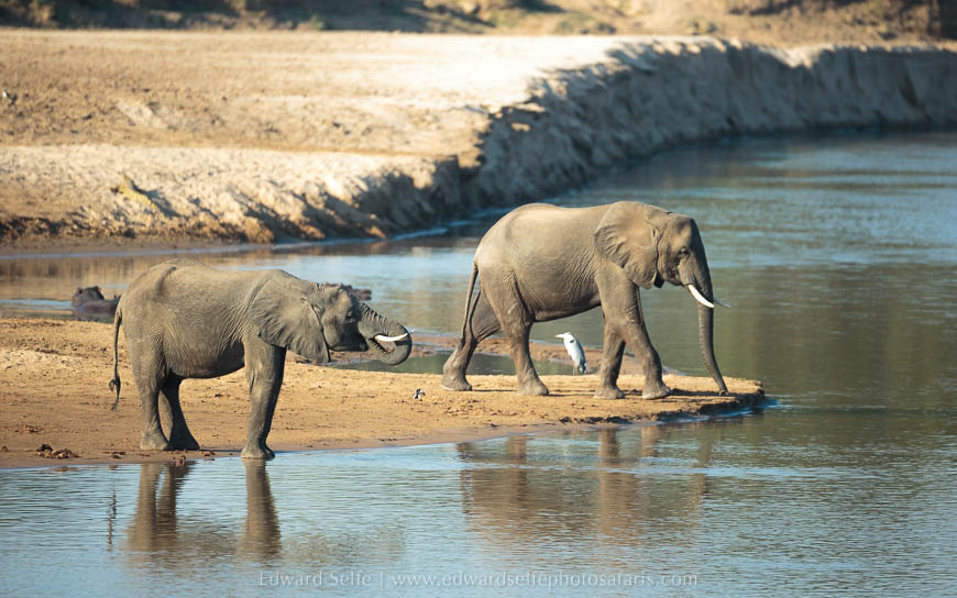 Wildlife image from photo safari with edward selfe in south luangwa national park.