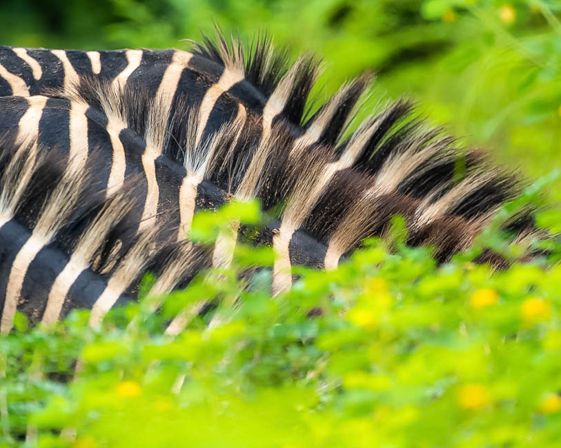 Wildlife image from South Luangwa by Mike White