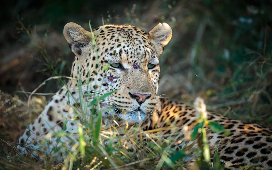 Images of wildlife from photo safari with edward selfe