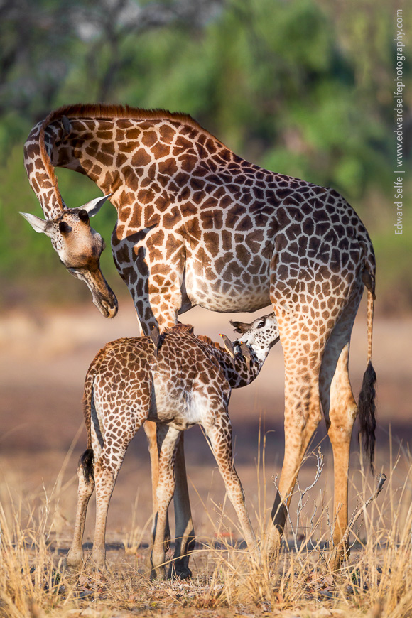 A female Thornicrofts Giraffe nurses her calf early one morning in South Luangwa.