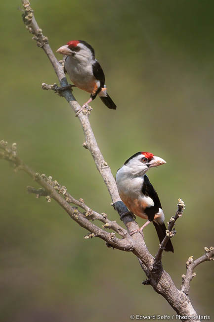 Wildlife image of a bird by edward selfe from photo safari in zambia.