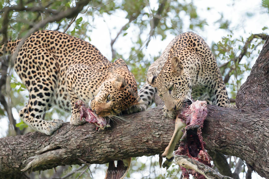 Two leopards feed on opposite ends of an impala carcass in South Luangwa National Park