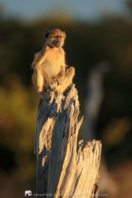 A yellow baboon keeps sentry from the top of a tree stump in South Luangwa National Park