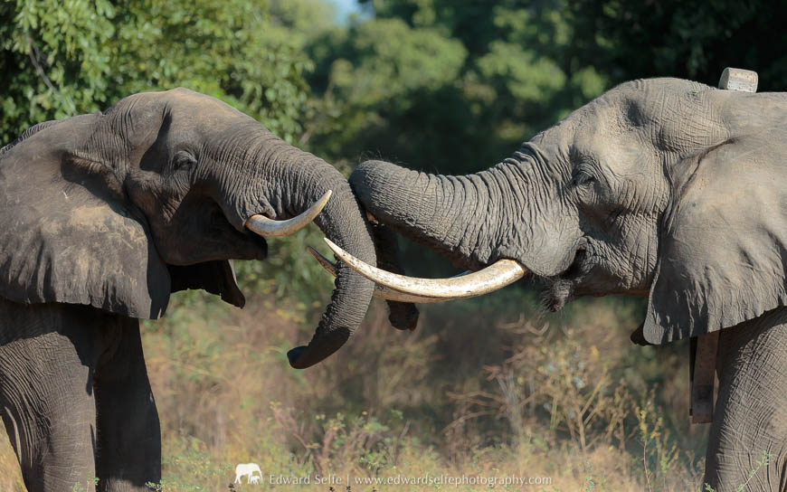 Elephants sparring in Mana Pools National Park.