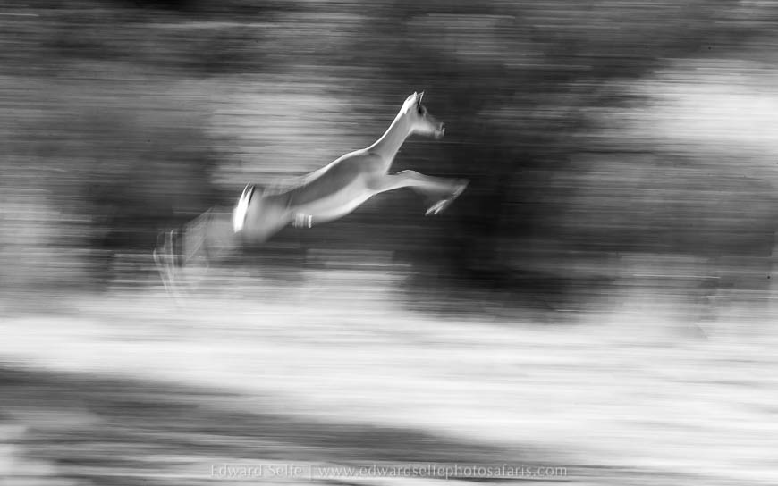Wildlife image from photo safari with edward selfe in south luangwa national park.