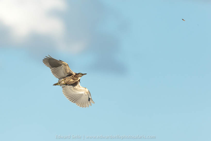 Wildlife image from photo safari with edward selfe in lower zambezi national park.