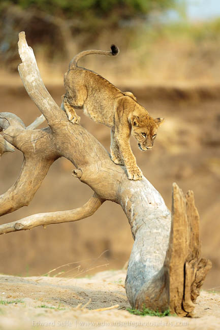 Wildlife image from photo safari with edward selfe safaris.