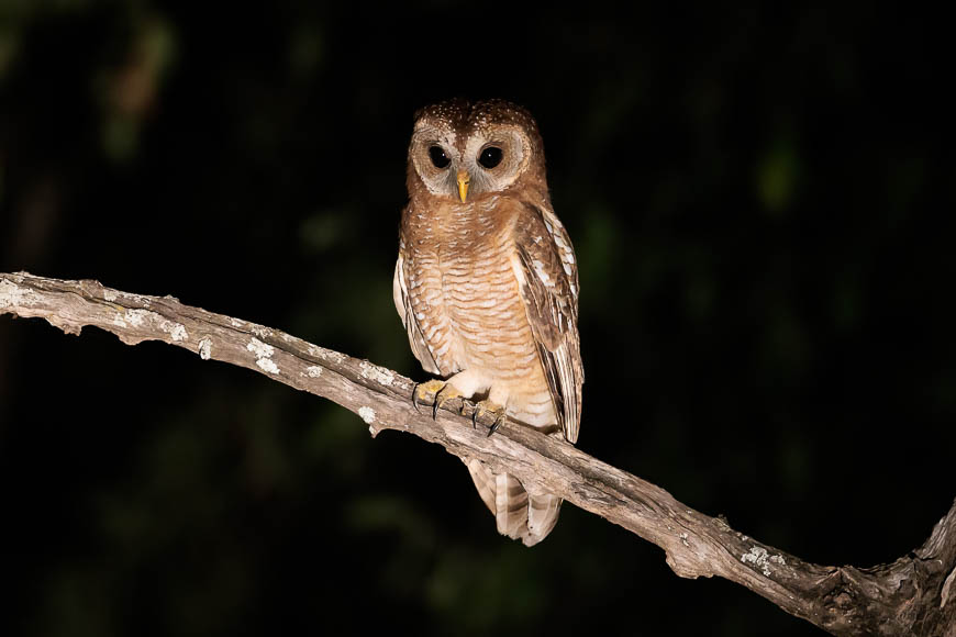 Images of wildlife from photo safari with edward selfe in zambia.