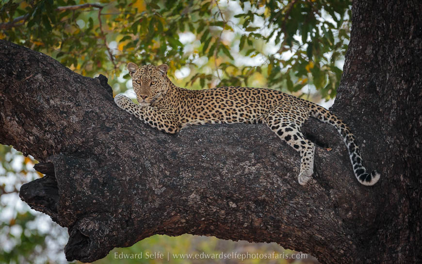 Wildlife image from photo safari with edward selfe in south luangwa national park.