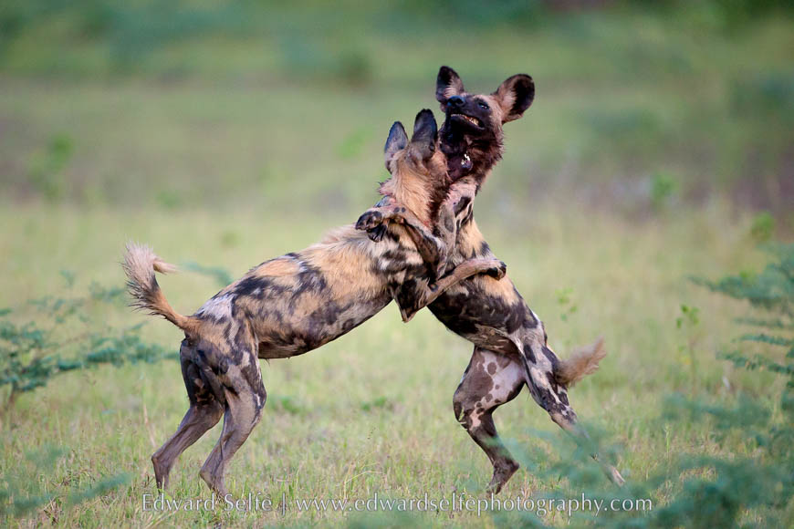 Wild dogs playing in South Luangwa National Park