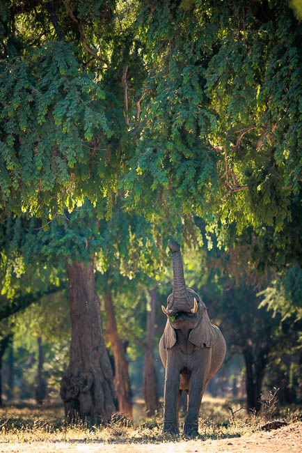 Images of wildlife from photo safari with edward selfe in zambia.