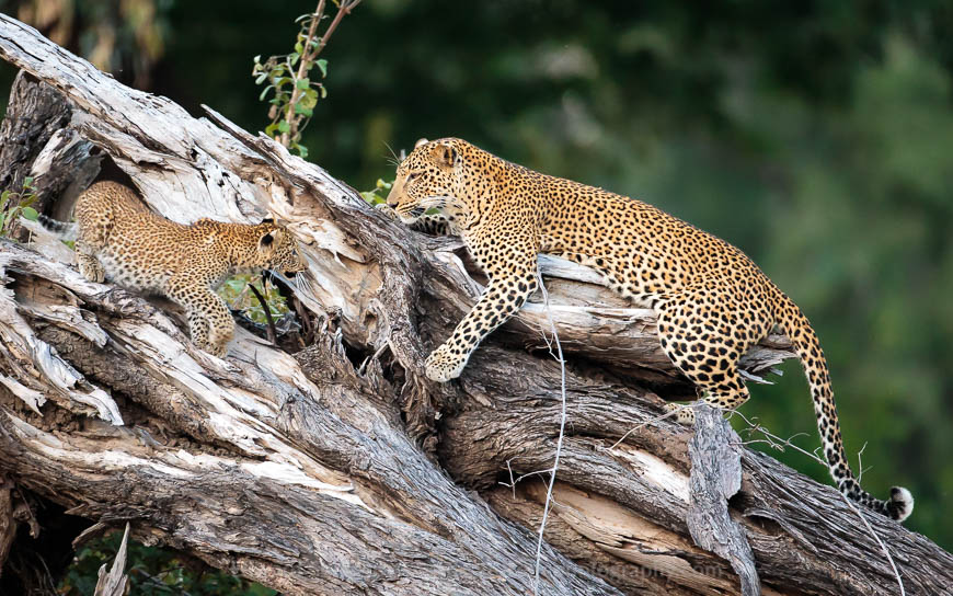 A leopard and her cub in the South Luangwa National Park