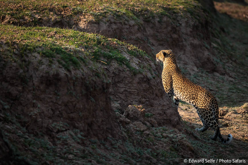 Image from exclusive luangwa photo safari by edward selfe
