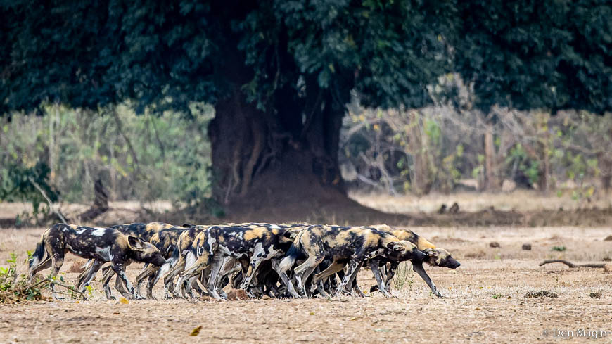 Wildlife image by don magin from a photo safari in zambia and zimbabwe with edward selfe.
