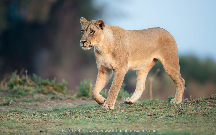 Wildlife image from photo safari with edward selfe in south luangwa national park.
