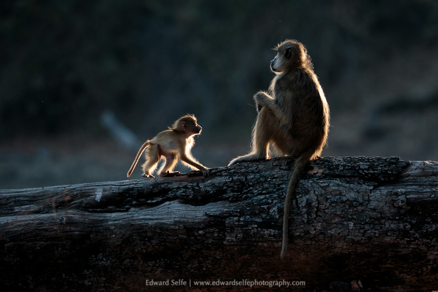 A young baboon plays with an adult in South Luangwa National Park