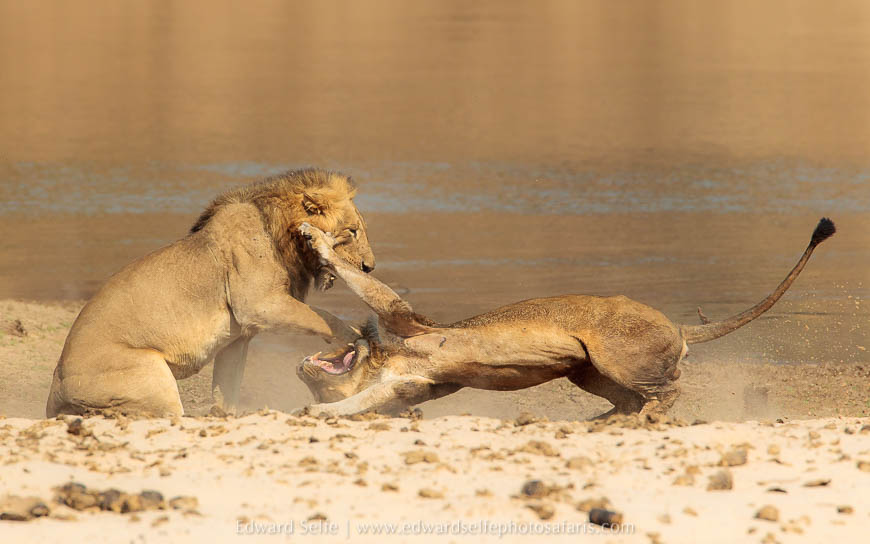 Wildlife image from photo safari with edward selfe in south luangwa national park.