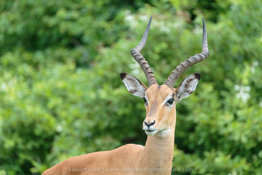 Wildlife image from photo safari with edward selfe in south luangwa national park.