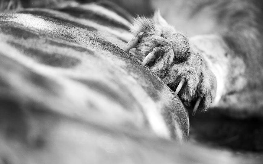 Wildlife image from photo safari with edward selfe in south luangwa national park.