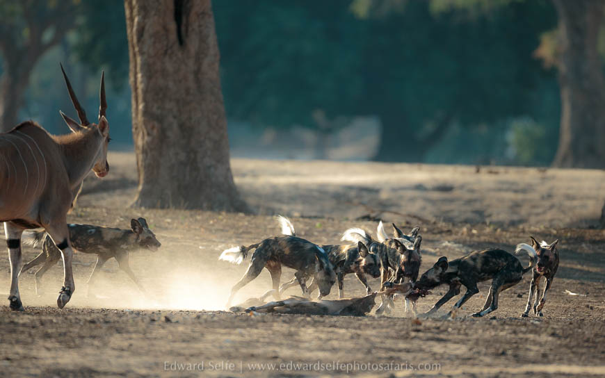 Wildlife image from photo safari with edward selfe safaris.