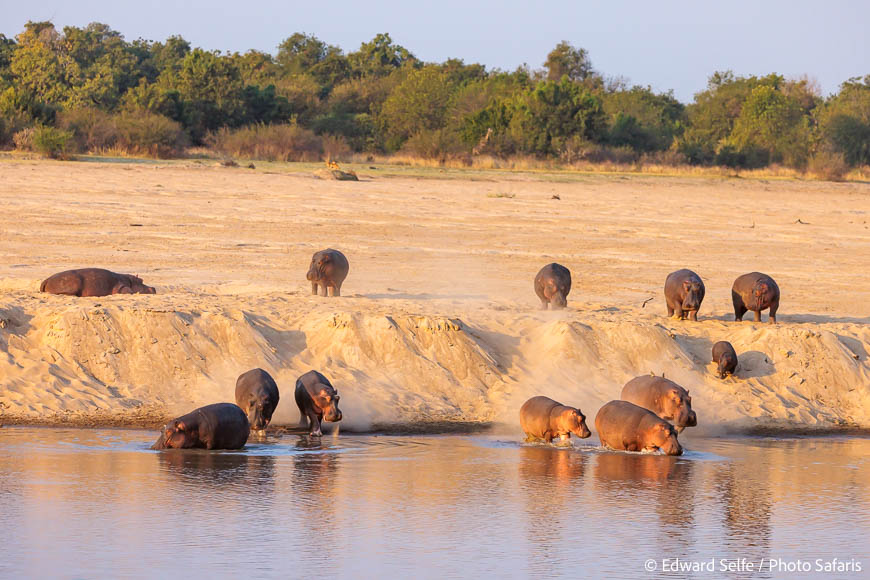 Image from exclusive luangwa photo safari by edward selfe