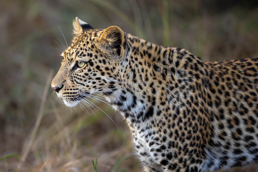 Images of wildlife from photo safari with edward selfe in south luangwa.