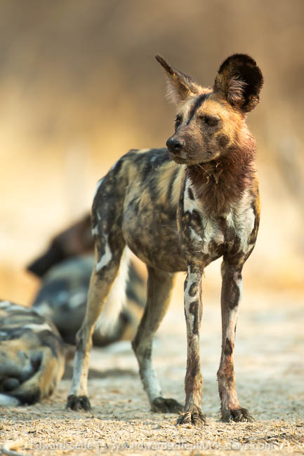 Wildlife image from photo safari with edward selfe.