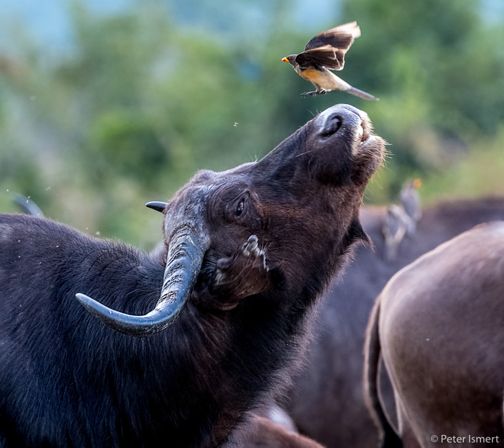 A buffalo flicks his head to remove an oxpecker in South Luangwa National Park.