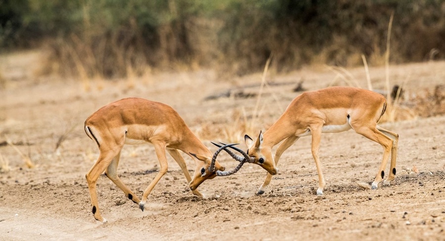 Fighting impalas in South Luangwa National Park