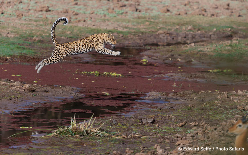 Wildlife image by edward selfe as part of a sequence leopard jumping across channel.