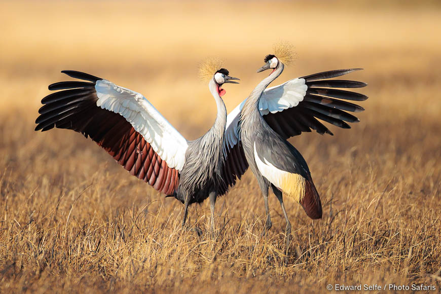 Wildlife image of a bird by edward selfe from photo safari in zambia.