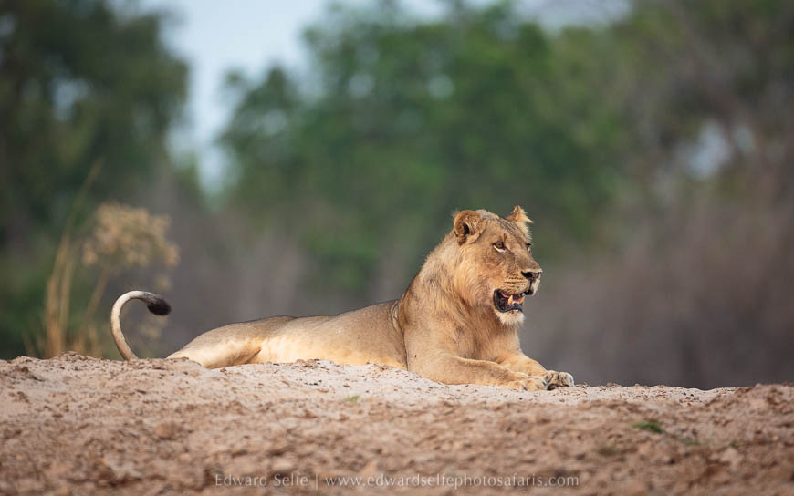 Wildlife image from photo safari with edward selfe in south luangwa national park.
